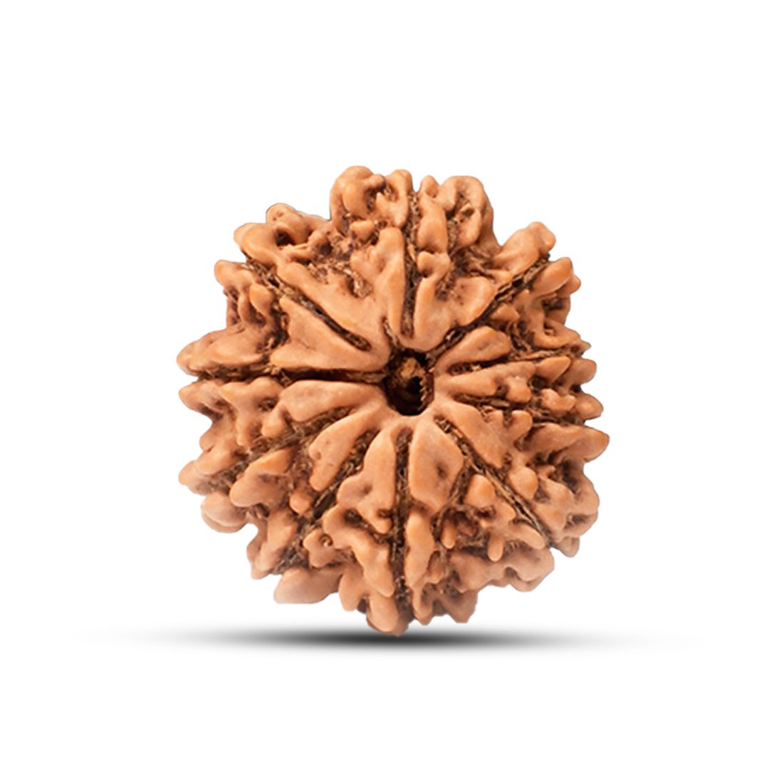 "10 Mukhi Rudraksha from Nepal – A divine bead of protection, eliminating negativity and obstacles with Lord Vishnu’s blessings."
