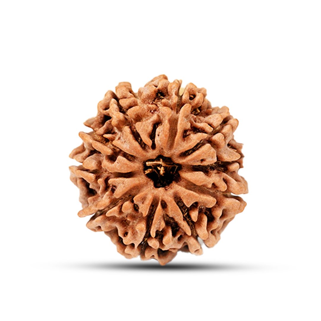 "10 Mukhi Rudraksha from Nepal – A divine bead of protection, eliminating negativity and obstacles with Lord Vishnu’s blessings."