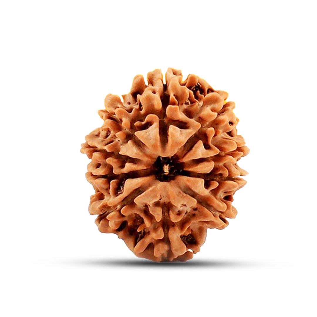 "10 Mukhi Rudraksha from Nepal – A divine bead of protection, eliminating negativity and obstacles with Lord Vishnu’s blessings."