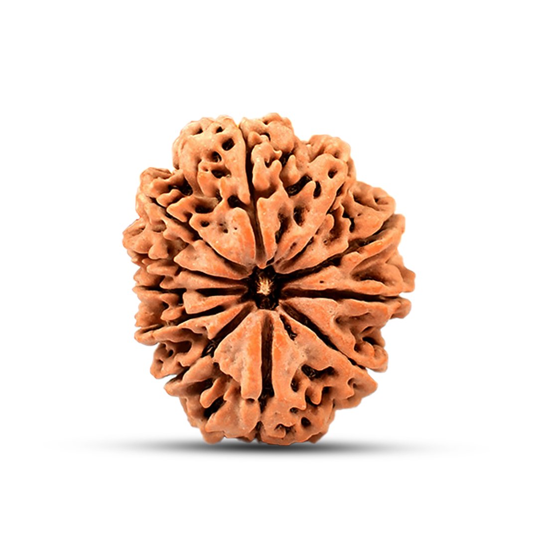 "Natural 11 Mukhi Rudraksha bead symbolizing Lord Hanuman, known for protection, courage, and spiritual strength."