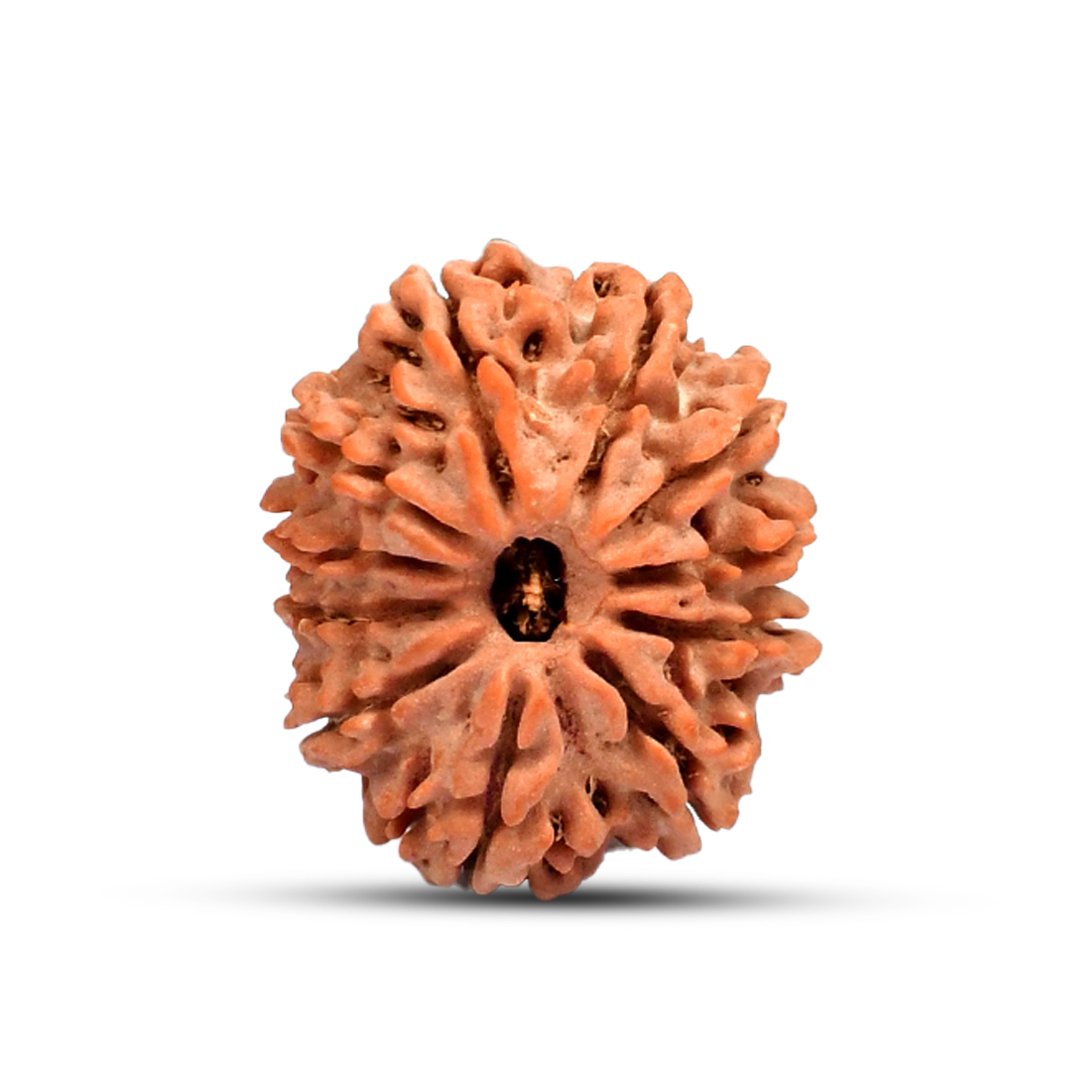 "Natural 11 Mukhi Rudraksha bead symbolizing Lord Hanuman, known for protection, courage, and spiritual strength."