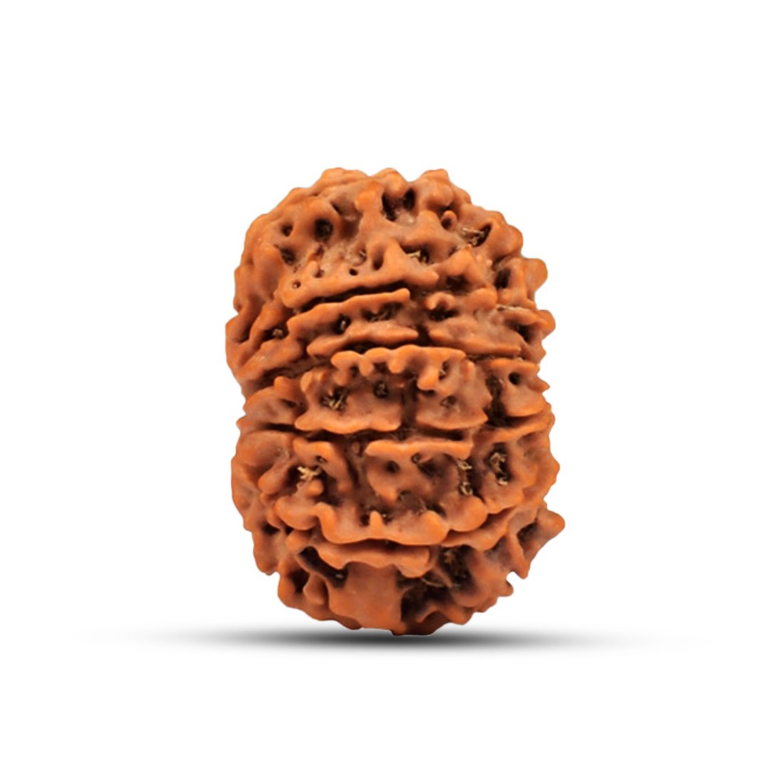 "Natural 11 Mukhi Rudraksha bead symbolizing Lord Hanuman, known for protection, courage, and spiritual strength."