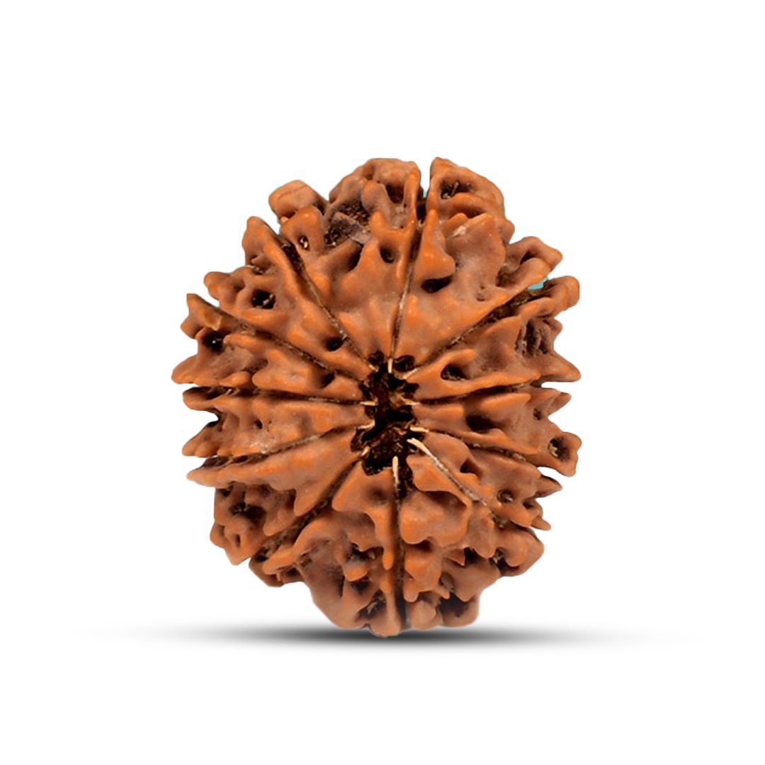 "Natural 11 Mukhi Rudraksha bead symbolizing Lord Hanuman, known for protection, courage, and spiritual strength."