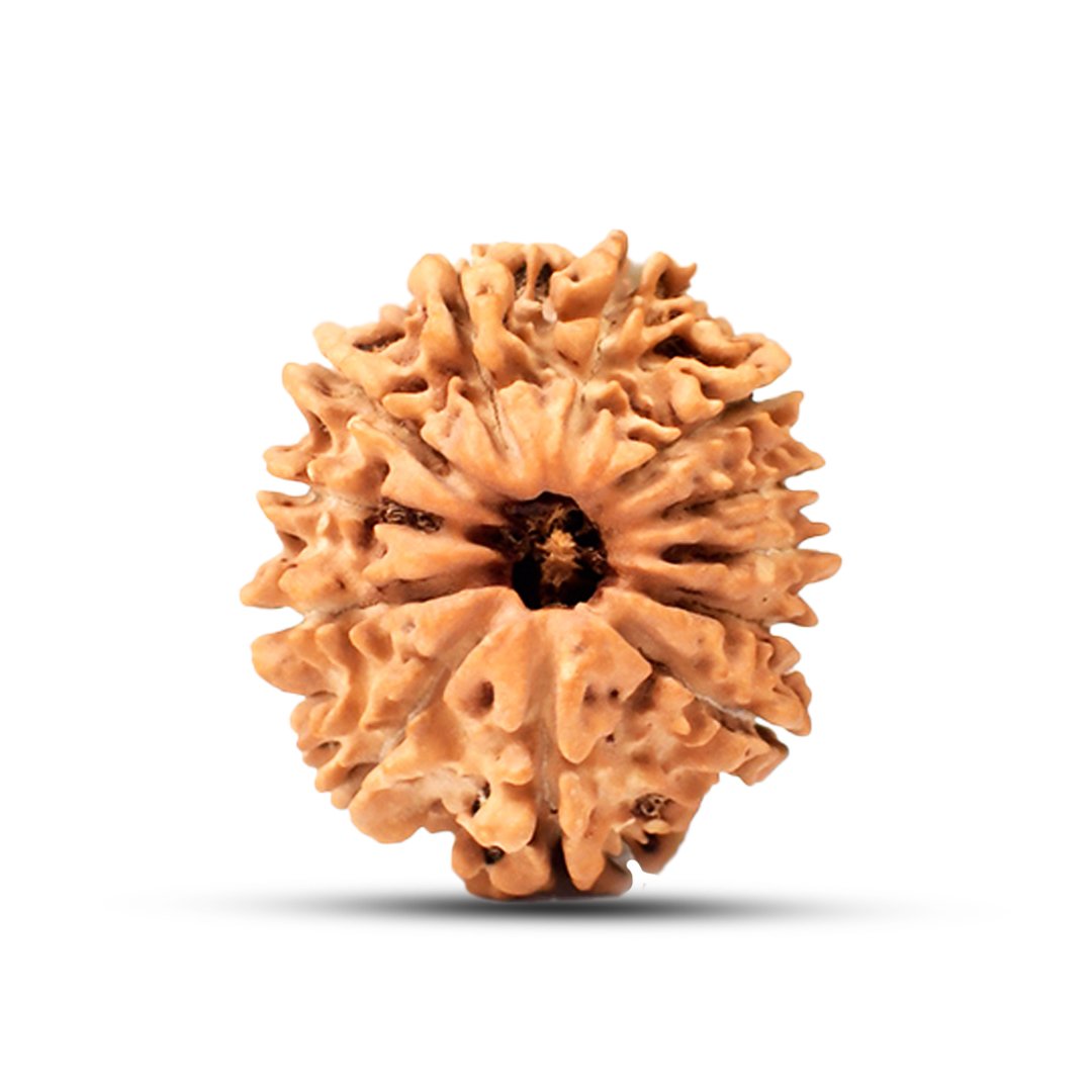 "12 Mukhi Rudraksha from Nepal – A sacred bead infused with the divine energy of Lord Surya, enhancing leadership, confidence, and success."