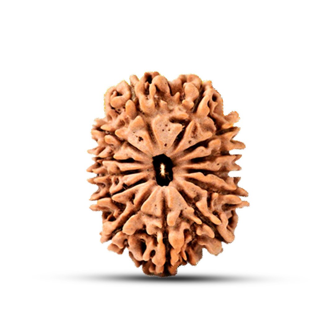 "13 Mukhi Rudraksha from Nepal – A sacred bead blessed by Lord Indra & Kamadeva, enhancing charisma, success, and spiritual powers."