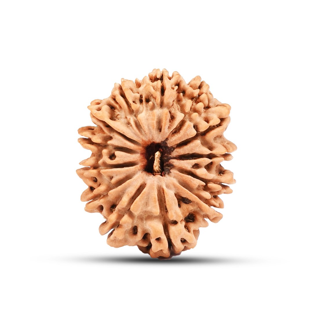 "13 Mukhi Rudraksha from Nepal – A sacred bead blessed by Lord Indra & Kamadeva, enhancing charisma, success, and spiritual powers."