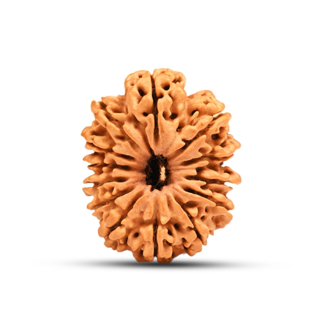 "13 Mukhi Rudraksha from Nepal – A sacred bead blessed by Lord Indra & Kamadeva, enhancing charisma, success, and spiritual powers."