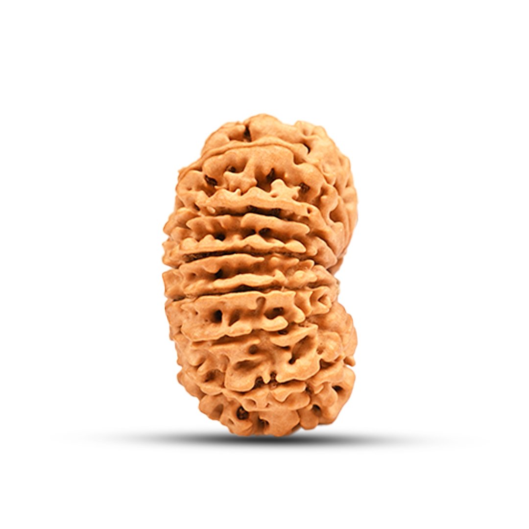 "13 Mukhi Rudraksha from Nepal – A sacred bead blessed by Lord Indra & Kamadeva, enhancing charisma, success, and spiritual powers."