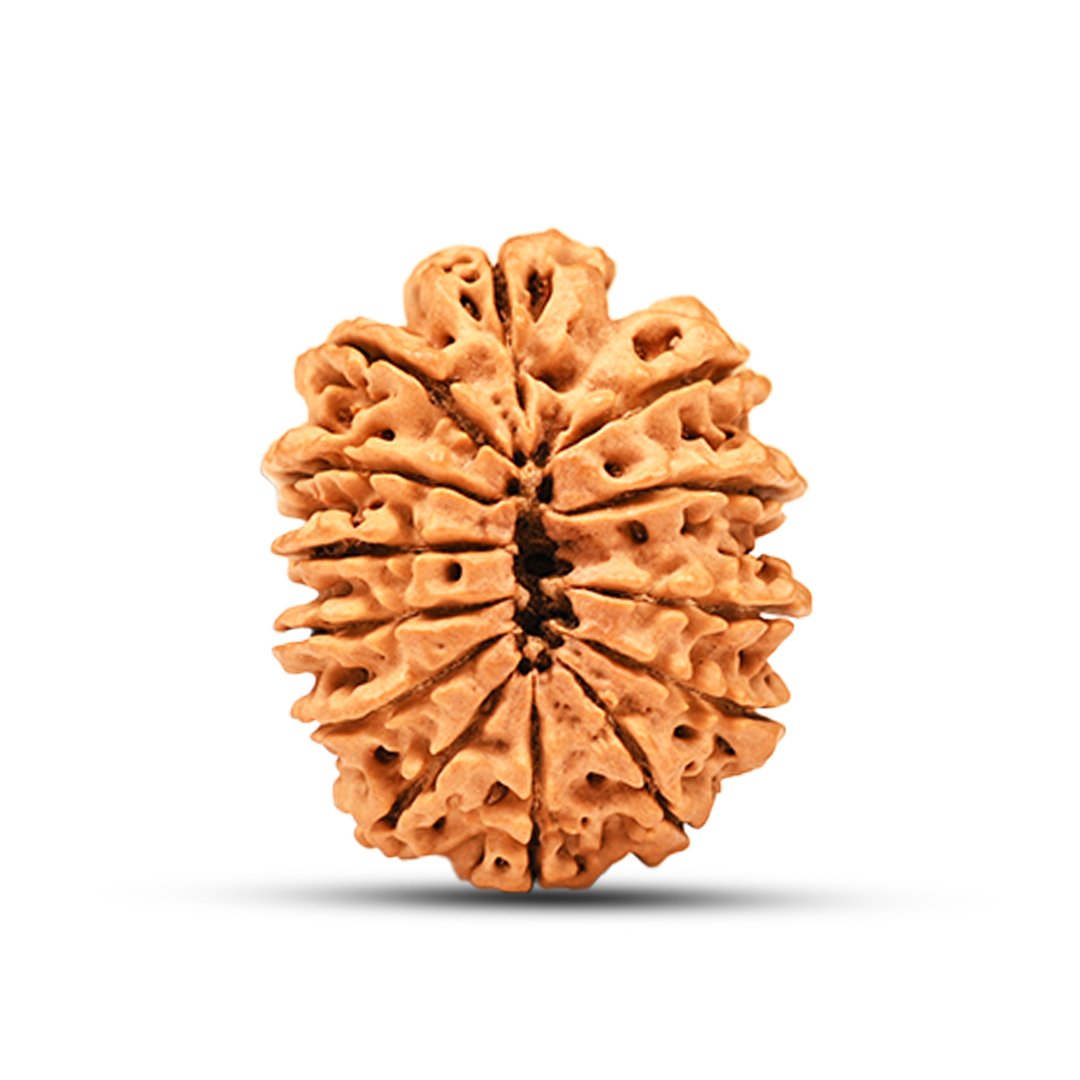 "13 Mukhi Rudraksha from Nepal – A sacred bead blessed by Lord Indra & Kamadeva, enhancing charisma, success, and spiritual powers."