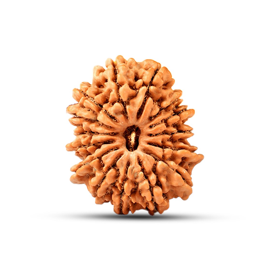 "15 Mukhi Rudraksha from Nepal – The sacred bead of Lord Pashupatinath, enhancing love, compassion, prosperity, and intuition."
