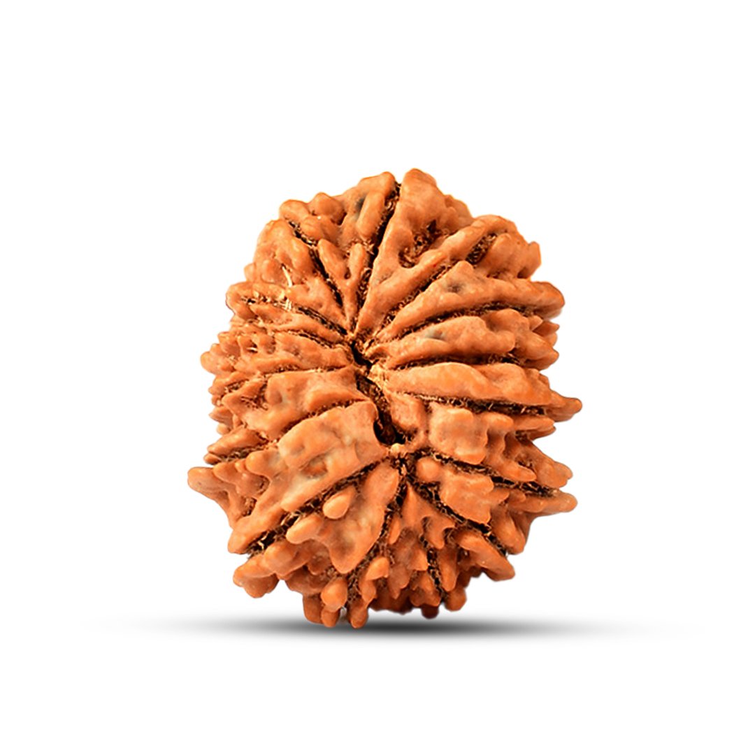 "15 Mukhi Rudraksha from Nepal – The sacred bead of Lord Pashupatinath, enhancing love, compassion, prosperity, and intuition."