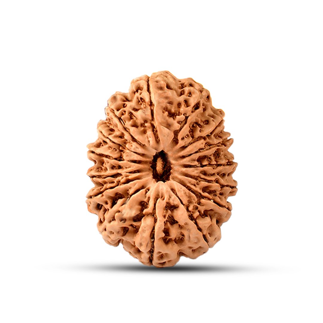 "15 Mukhi Rudraksha from Nepal – The sacred bead of Lord Pashupatinath, enhancing love, compassion, prosperity, and intuition."