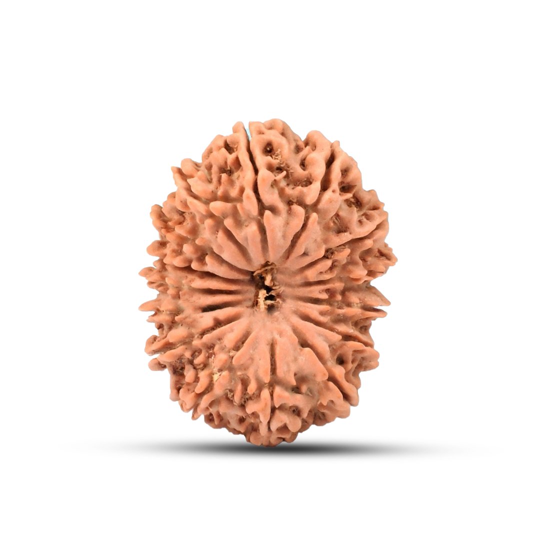 "15 Mukhi Rudraksha from Nepal – The sacred bead of Lord Pashupatinath, enhancing love, compassion, prosperity, and intuition."