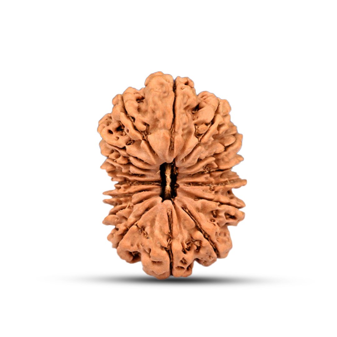 "16 Mukhi Rudraksha from Nepal – The divine protector bead of Lord Mahamrityunjaya, offering fearlessness, health, and spiritual strength."