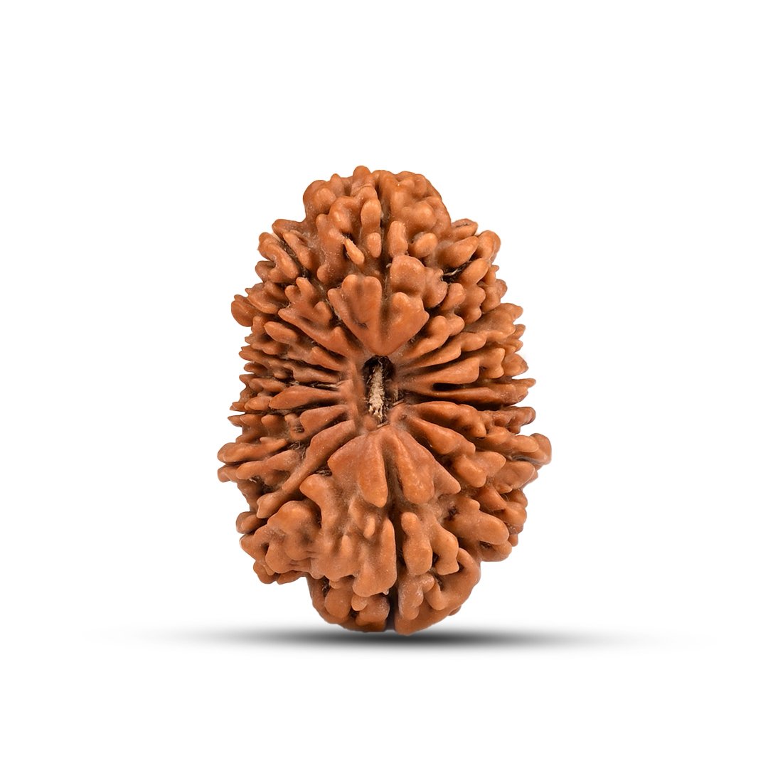 "16 Mukhi Rudraksha from Nepal – The divine protector bead of Lord Mahamrityunjaya, offering fearlessness, health, and spiritual strength."