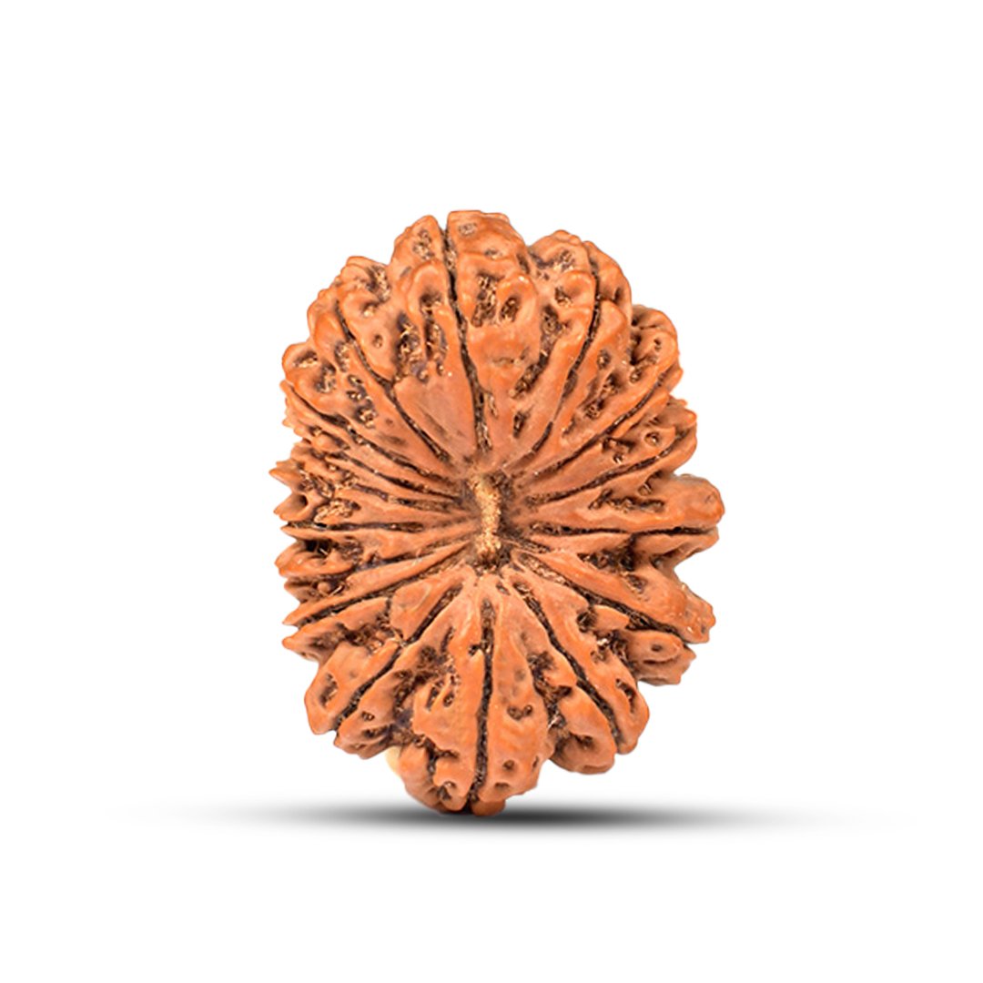 "16 Mukhi Rudraksha from Nepal – The divine protector bead of Lord Mahamrityunjaya, offering fearlessness, health, and spiritual strength."