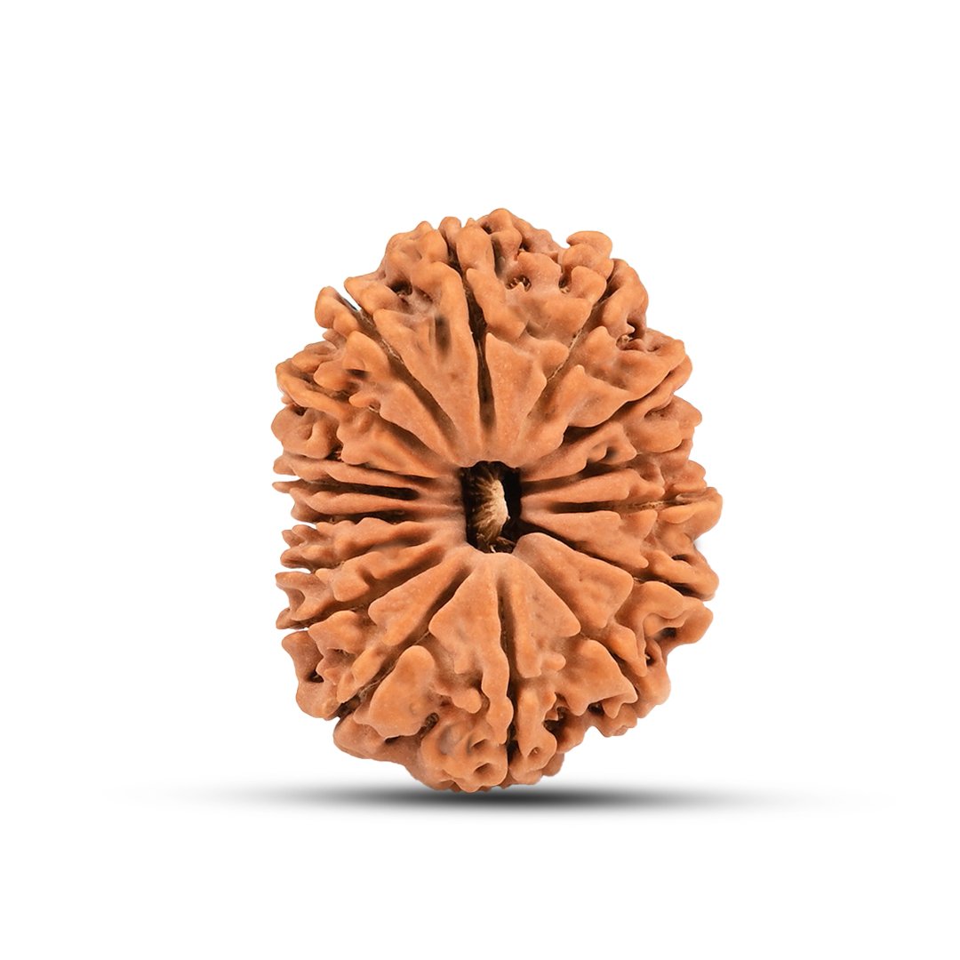 "16 Mukhi Rudraksha from Nepal – The divine protector bead of Lord Mahamrityunjaya, offering fearlessness, health, and spiritual strength."