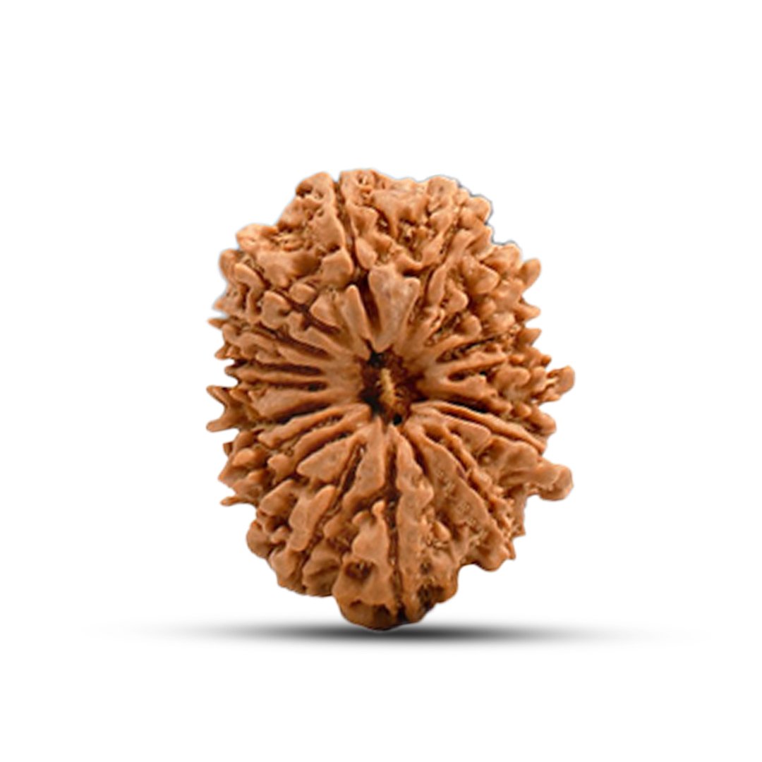 "17 Mukhi Rudraksha from Nepal – A divine bead blessed by Goddess Katyayani and Lord Vishwakarma for success, prosperity, and manifestation of desires."