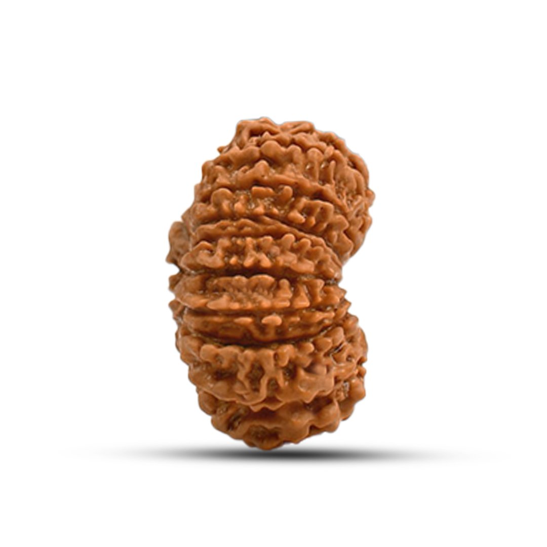 "17 Mukhi Rudraksha from Nepal – A divine bead blessed by Goddess Katyayani and Lord Vishwakarma for success, prosperity, and manifestation of desires."