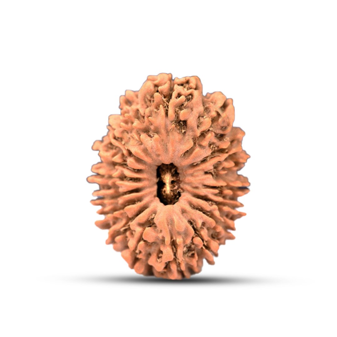 "17 Mukhi Rudraksha from Nepal – A divine bead blessed by Goddess Katyayani and Lord Vishwakarma for success, prosperity, and manifestation of desires."