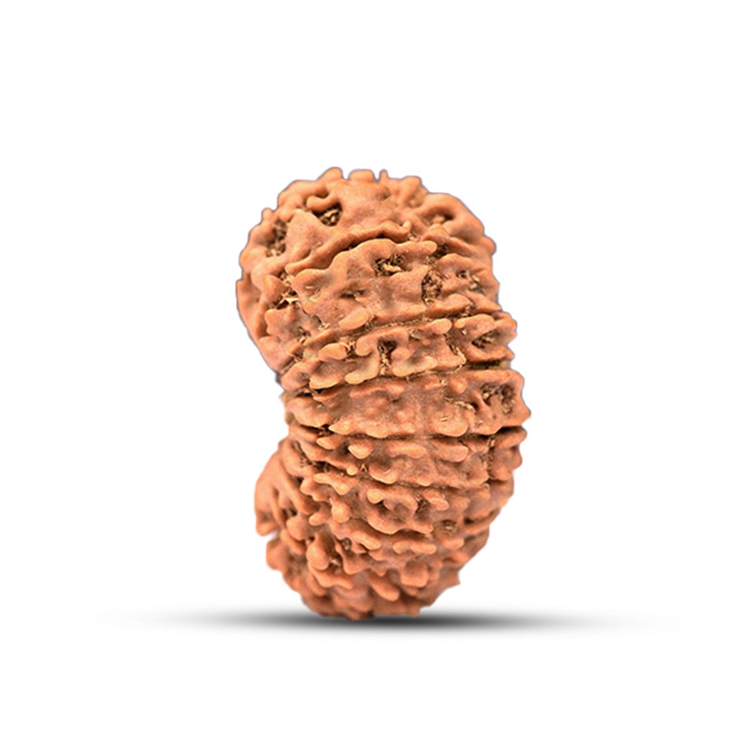 "17 Mukhi Rudraksha from Nepal – A divine bead blessed by Goddess Katyayani and Lord Vishwakarma for success, prosperity, and manifestation of desires."