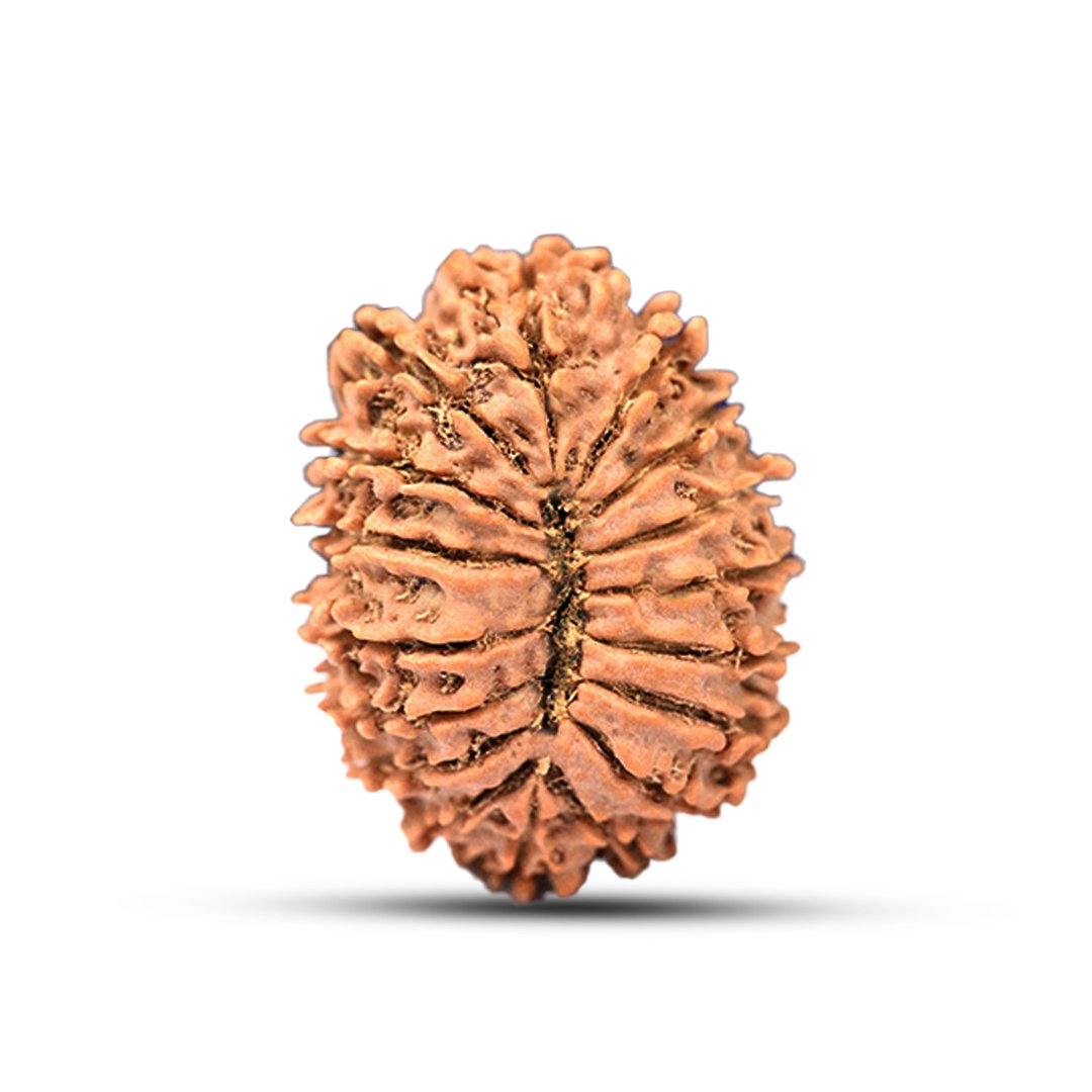 "17 Mukhi Rudraksha from Nepal – A divine bead blessed by Goddess Katyayani and Lord Vishwakarma for success, prosperity, and manifestation of desires."