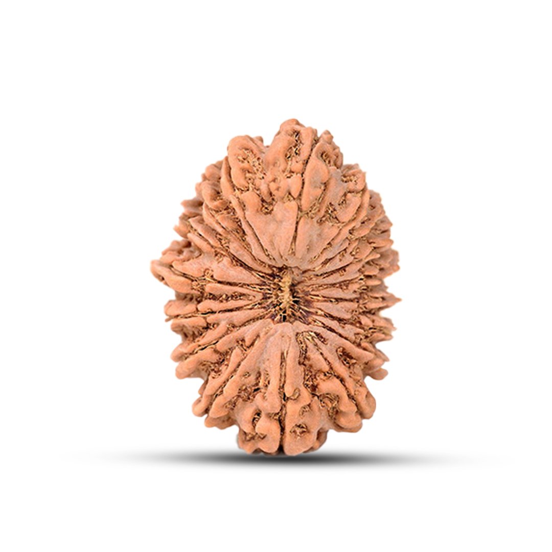 "17 Mukhi Rudraksha from Nepal – A divine bead blessed by Goddess Katyayani and Lord Vishwakarma for success, prosperity, and manifestation of desires."