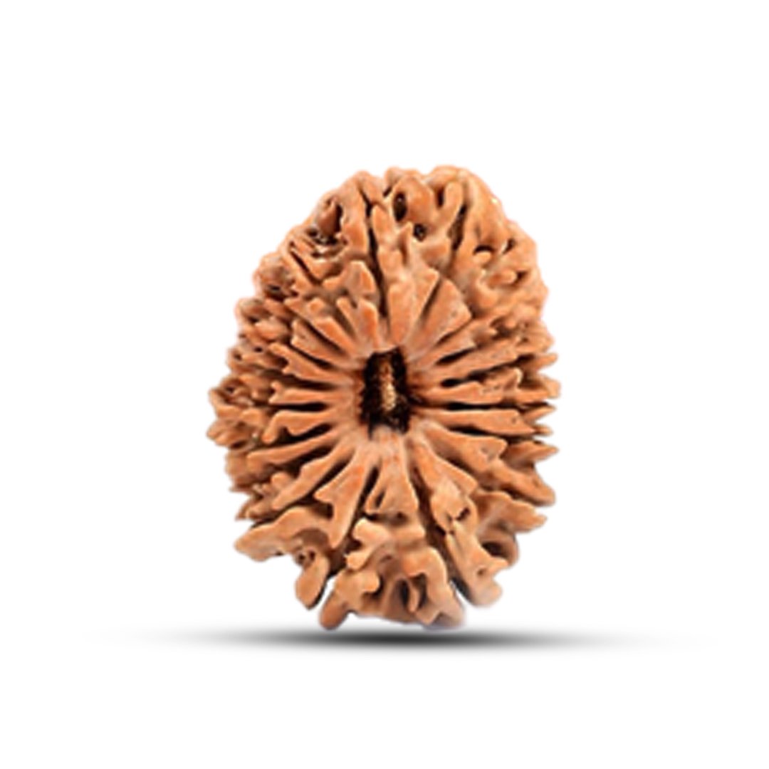 "18 Mukhi Rudraksha from Nepal – A divine bead blessed by Goddess Bhumi Devi for stability, wealth, and protection from negativity."