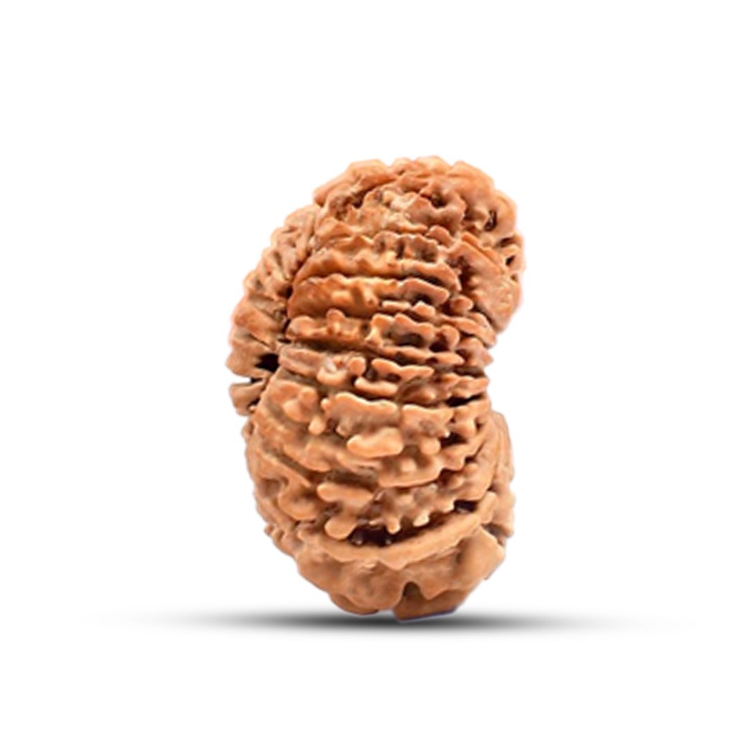 "18 Mukhi Rudraksha from Nepal – A divine bead blessed by Goddess Bhumi Devi for stability, wealth, and protection from negativity."