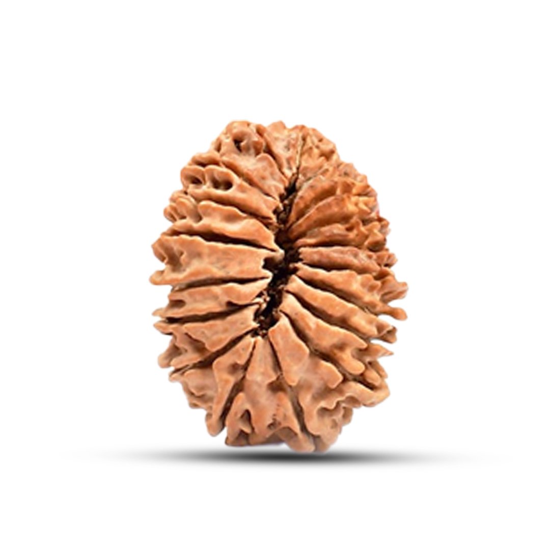 "18 Mukhi Rudraksha from Nepal – A divine bead blessed by Goddess Bhumi Devi for stability, wealth, and protection from negativity."