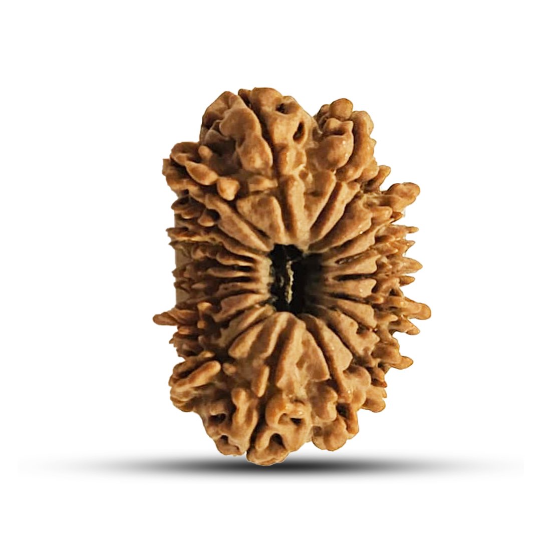"19 Mukhi Rudraksha from Nepal – A divine bead infused with Lord Vishnu’s blessings for success, wealth, and spiritual wisdom."