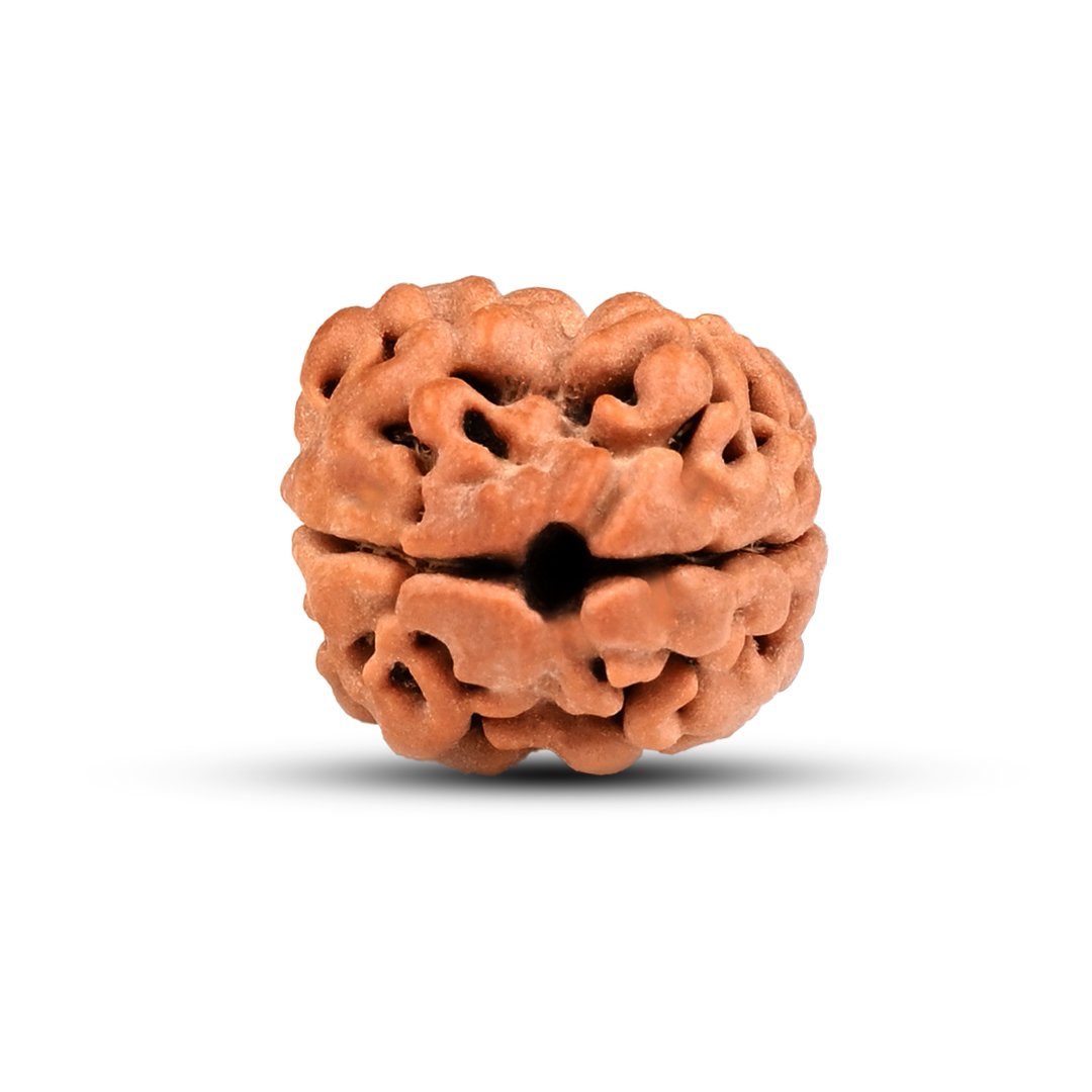 "2 Mukhi Rudraksha from Nepal – The Bead of Divine Union & Balance"