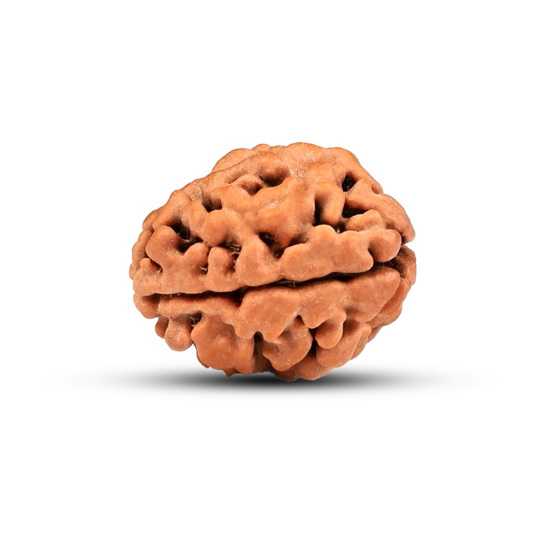 "2 Mukhi Rudraksha from Nepal – The Bead of Divine Union & Balance"