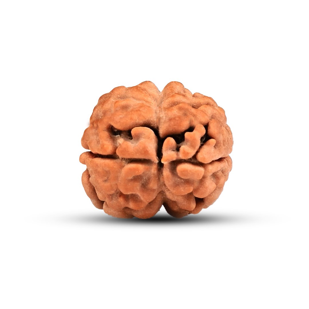 "2 Mukhi Rudraksha from Nepal – The Bead of Divine Union & Balance"