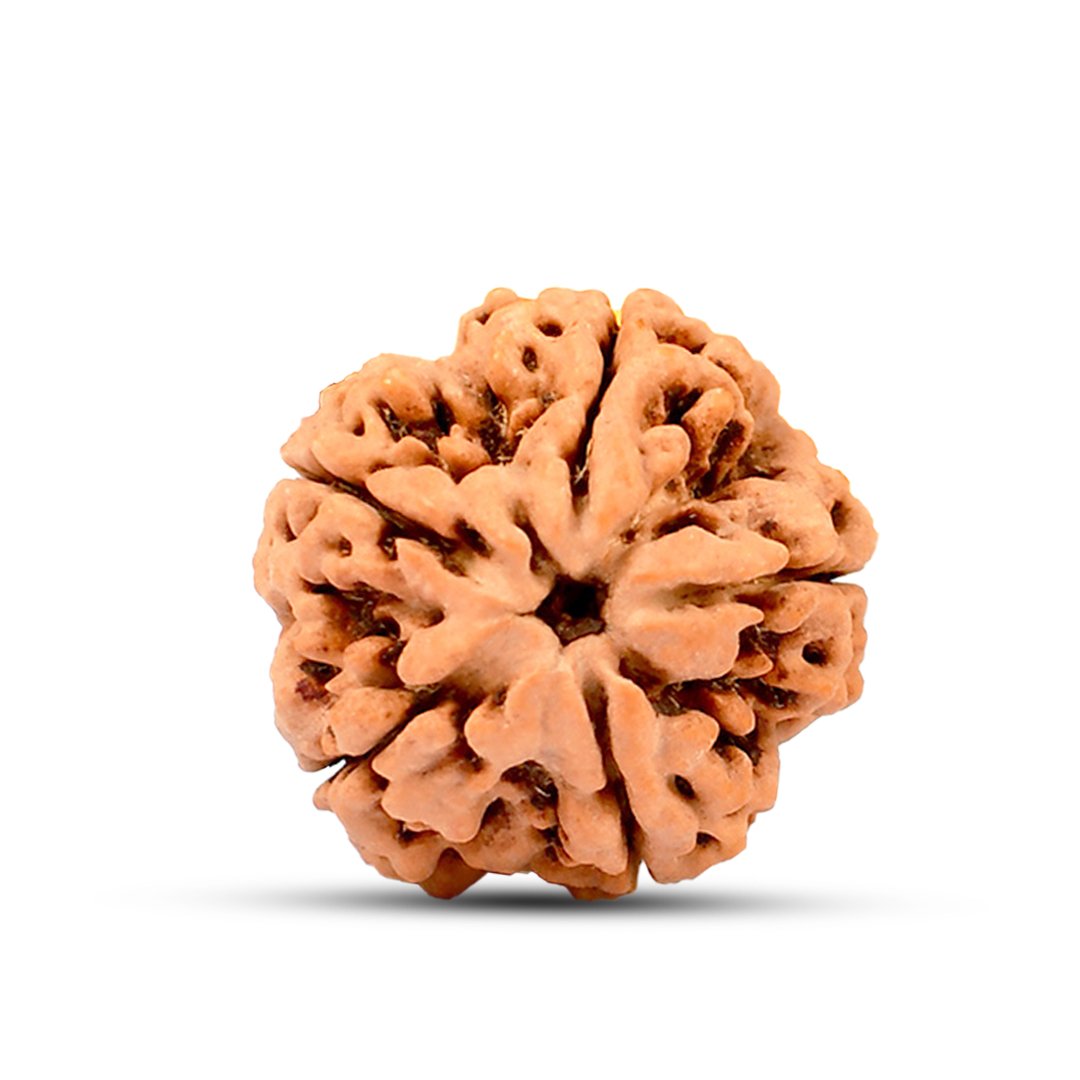 "5 Mukhi Rudraksha from Nepal – A powerful sacred bead symbolizing peace, balance, and spiritual growth, blessed by Lord Shiva."