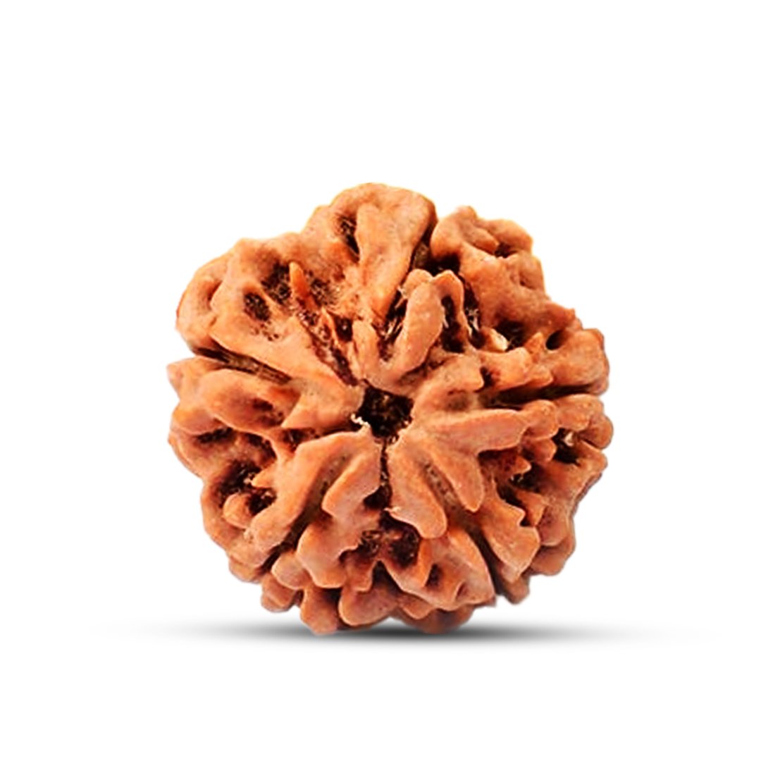 "5 Mukhi Rudraksha from Nepal – A powerful sacred bead symbolizing peace, balance, and spiritual growth, blessed by Lord Shiva."