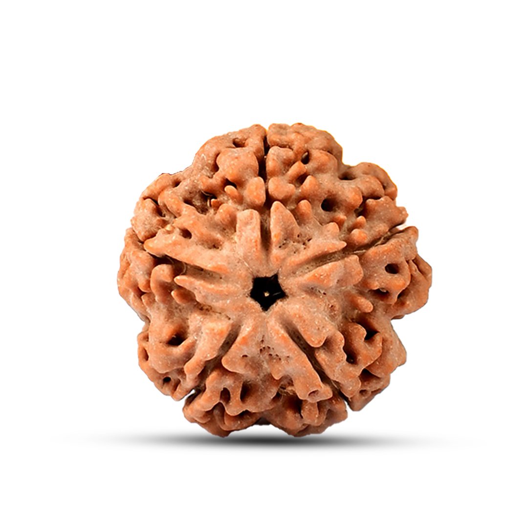 "5 Mukhi Rudraksha from Nepal – A powerful sacred bead symbolizing peace, balance, and spiritual growth, blessed by Lord Shiva."