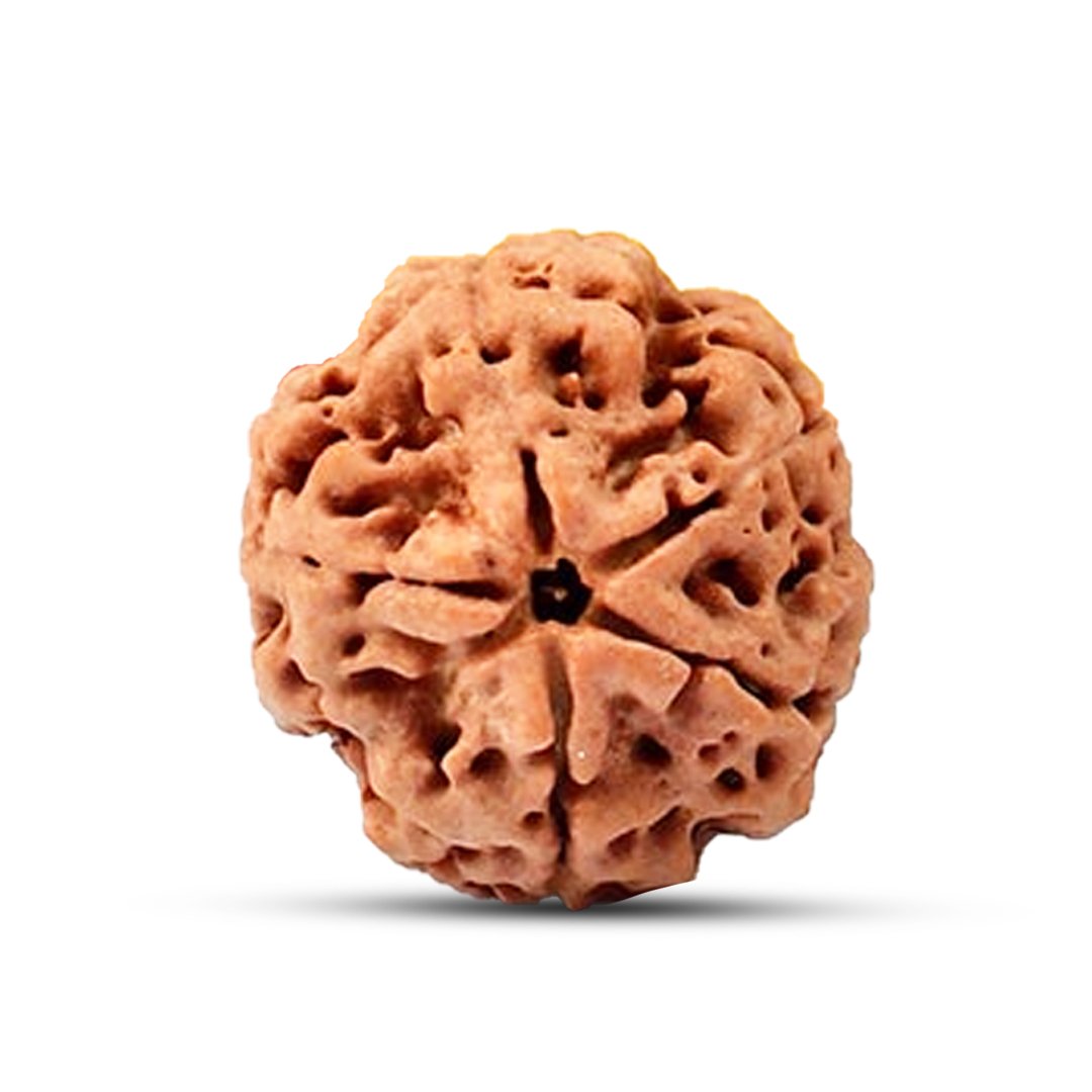 "5 Mukhi Rudraksha from Nepal – A powerful sacred bead symbolizing peace, balance, and spiritual growth, blessed by Lord Shiva."