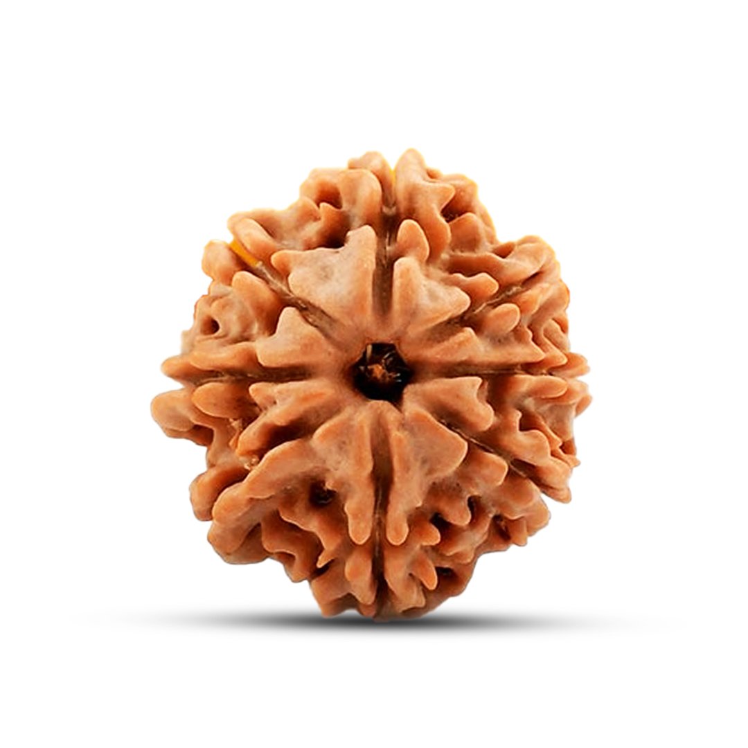 "8 Mukhi Rudraksha from Nepal – A sacred bead representing Lord Ganesha, removing obstacles and bringing wisdom, success, and stability."