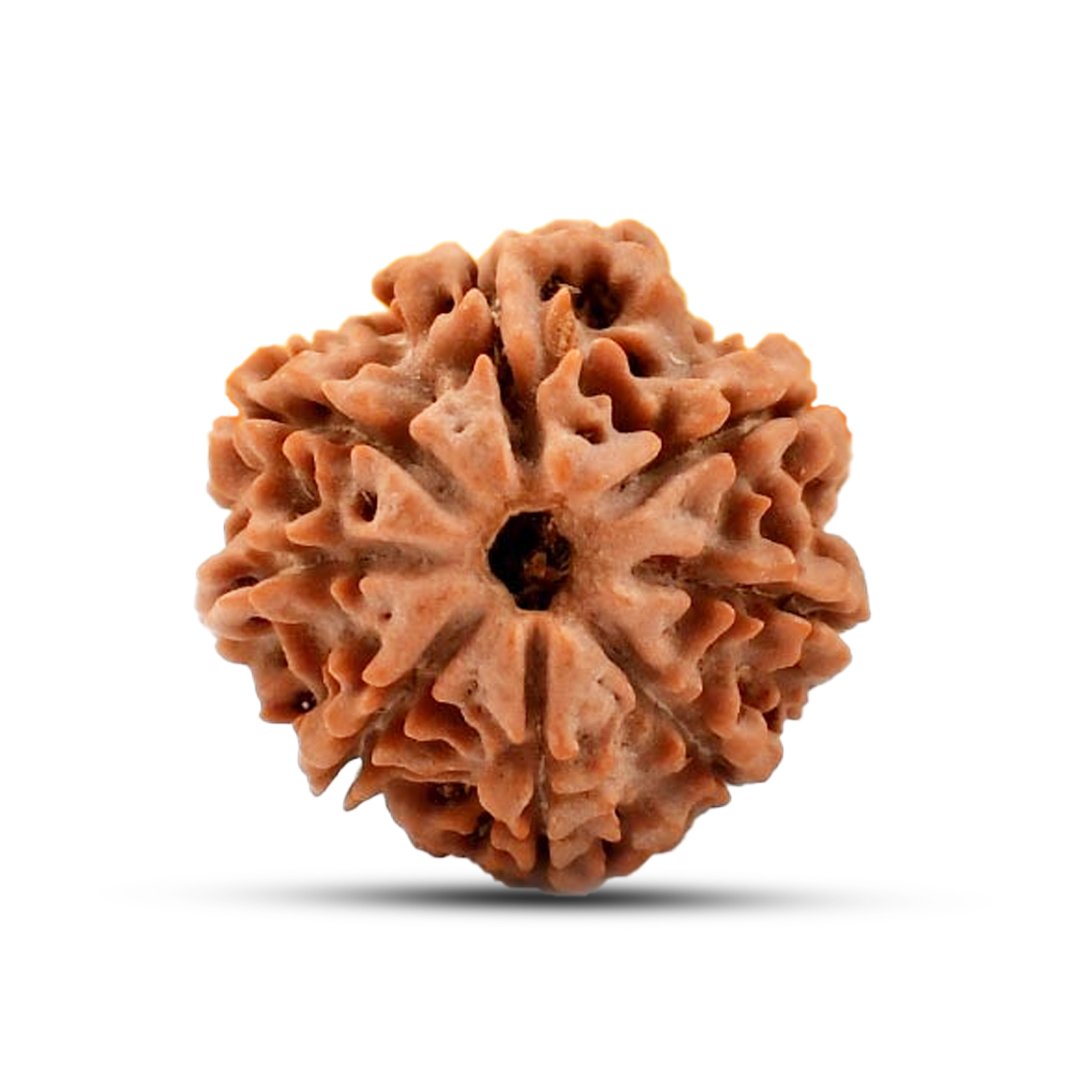 "8 Mukhi Rudraksha from Nepal – A sacred bead representing Lord Ganesha, removing obstacles and bringing wisdom, success, and stability."