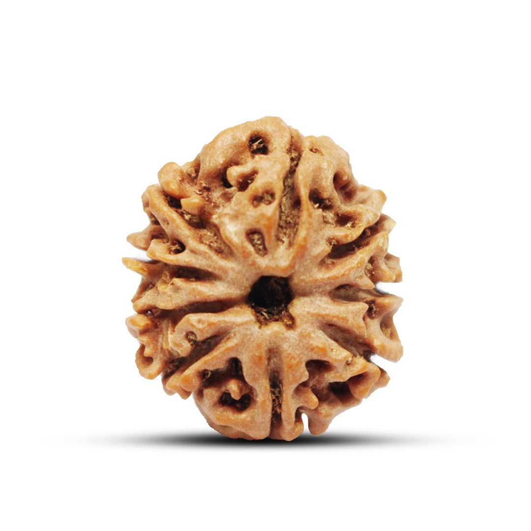 "9 Mukhi Rudraksha from Nepal – A sacred bead representing Goddess Durga, providing strength, courage, and divine protection."