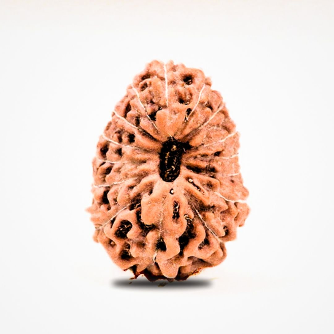 "15 Mukhi Rudraksha from Indonesia – A powerful bead representing Lord Pashupatinath, enhancing unconditional love, healing, intuition, and spiritual elevation."