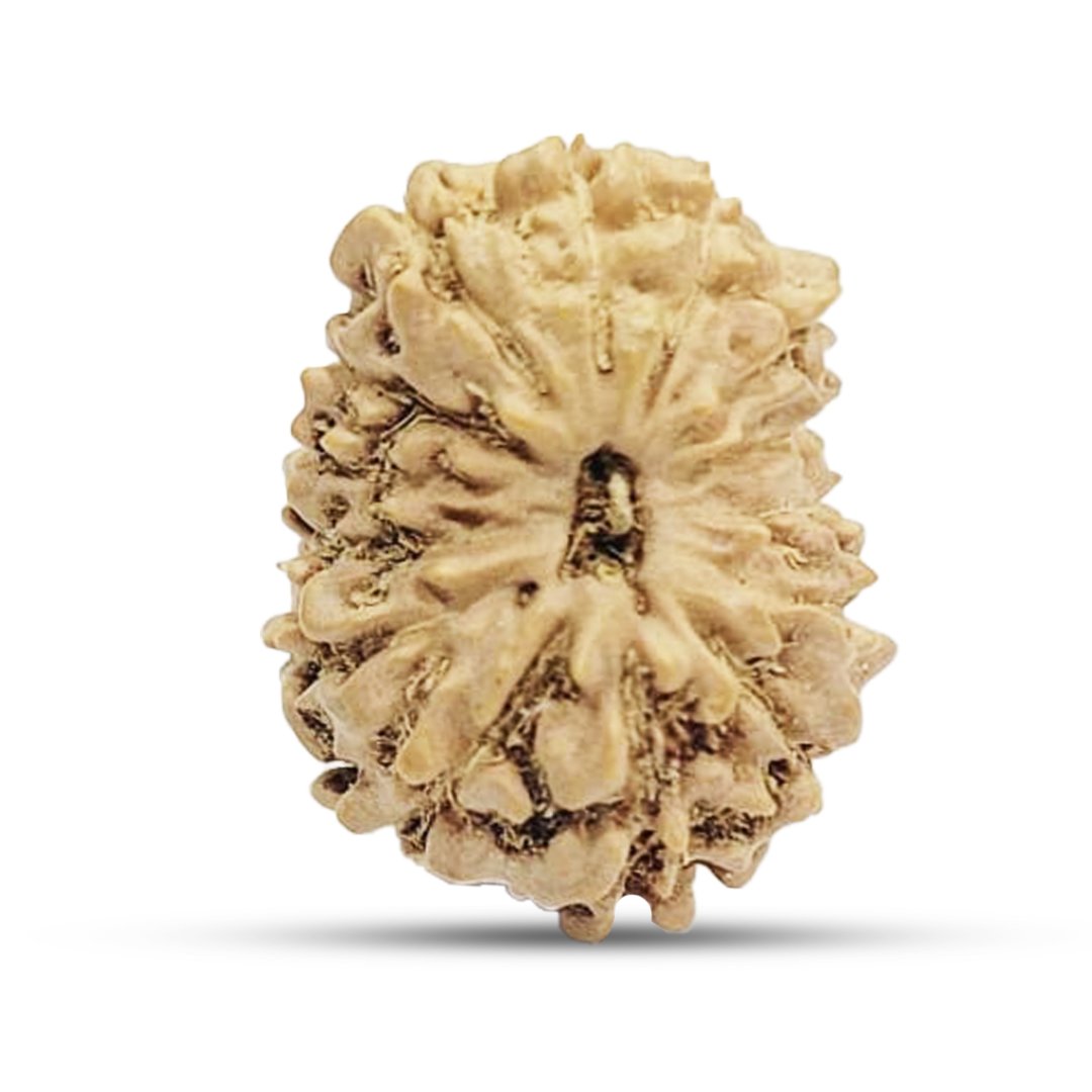 The 14 Mukhi Rudraksha is a powerful and rare bead that embodies the energy of Lord Shiva and Lord Hanuman. Also called the Divine Third Eye Bead, it activates the Ajna Chakra (Third Eye), strengthening intuition, wisdom, and foresight. Sourced from authentic Indonesian Rudraksha trees, this sacred bead is believed to remove fears, negativity, and obstacles, while bestowing courage, clarity, and success. It is particularly beneficial for business leaders, decision-makers, spiritual practitioners, and individuals seeking divine guidance.