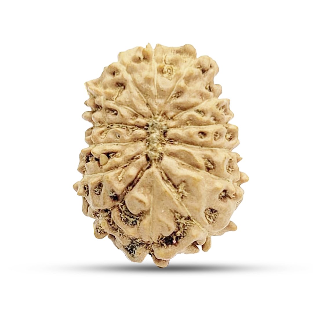 The 14 Mukhi Rudraksha is a powerful and rare bead that embodies the energy of Lord Shiva and Lord Hanuman. Also called the Divine Third Eye Bead, it activates the Ajna Chakra (Third Eye), strengthening intuition, wisdom, and foresight. Sourced from authentic Indonesian Rudraksha trees, this sacred bead is believed to remove fears, negativity, and obstacles, while bestowing courage, clarity, and success. It is particularly beneficial for business leaders, decision-makers, spiritual practitioners, and individuals seeking divine guidance.