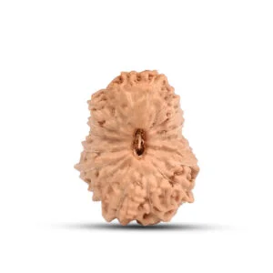 "18 Mukhi Rudraksha from Indonesia – A sacred bead blessed by Goddess Bhumi Devi, known for attracting wealth, stability, and protection from financial losses."