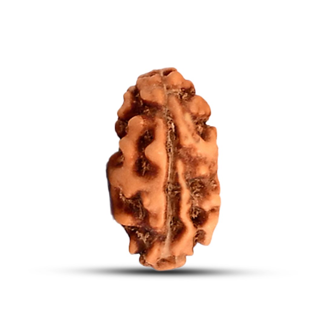 "1 Mukhi Rudraksha from Indonesia – A rare and sacred bead symbolizing spiritual enlightenment, prosperity, and divine blessings."