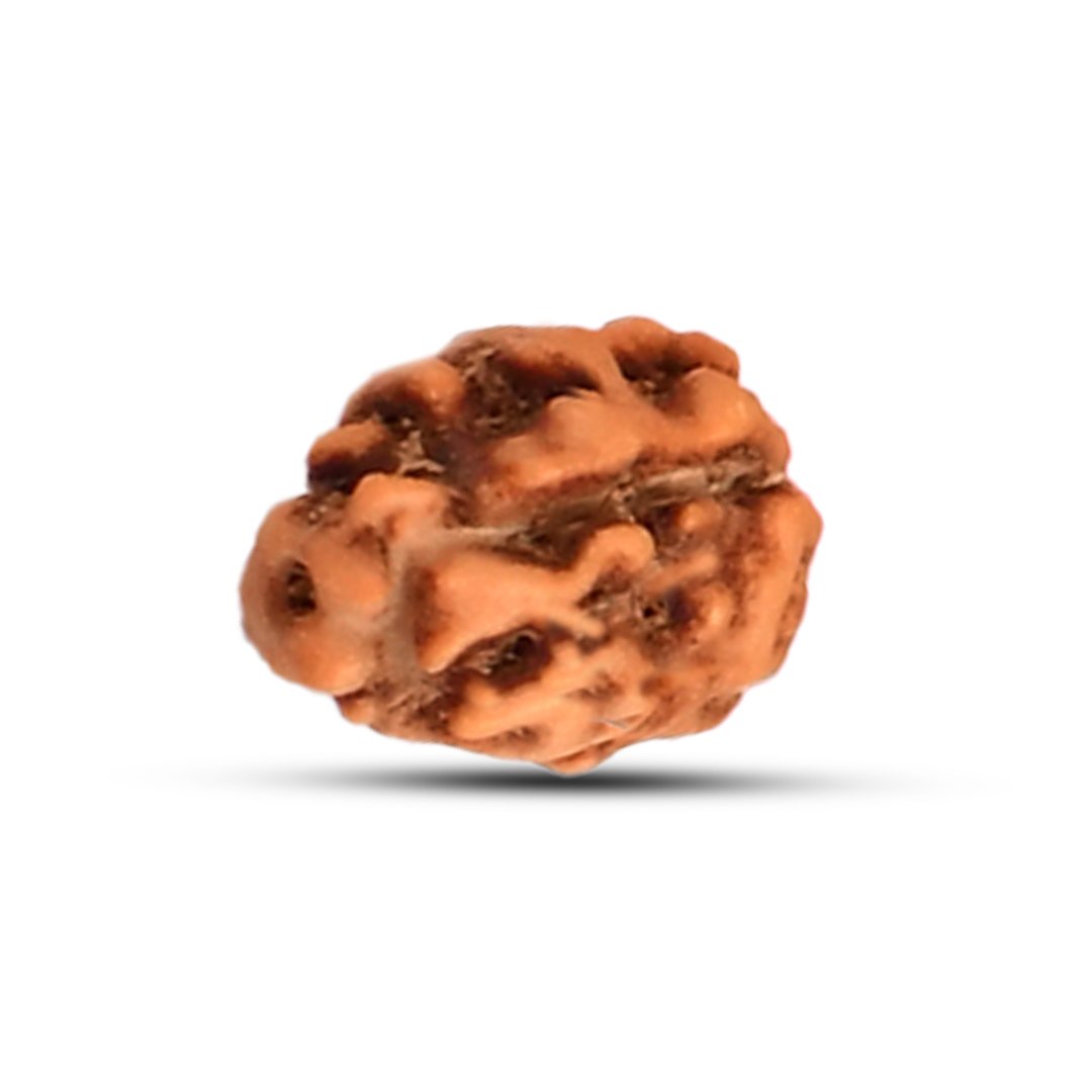 "1 Mukhi Rudraksha from Indonesia – A rare and sacred bead symbolizing spiritual enlightenment, prosperity, and divine blessings."