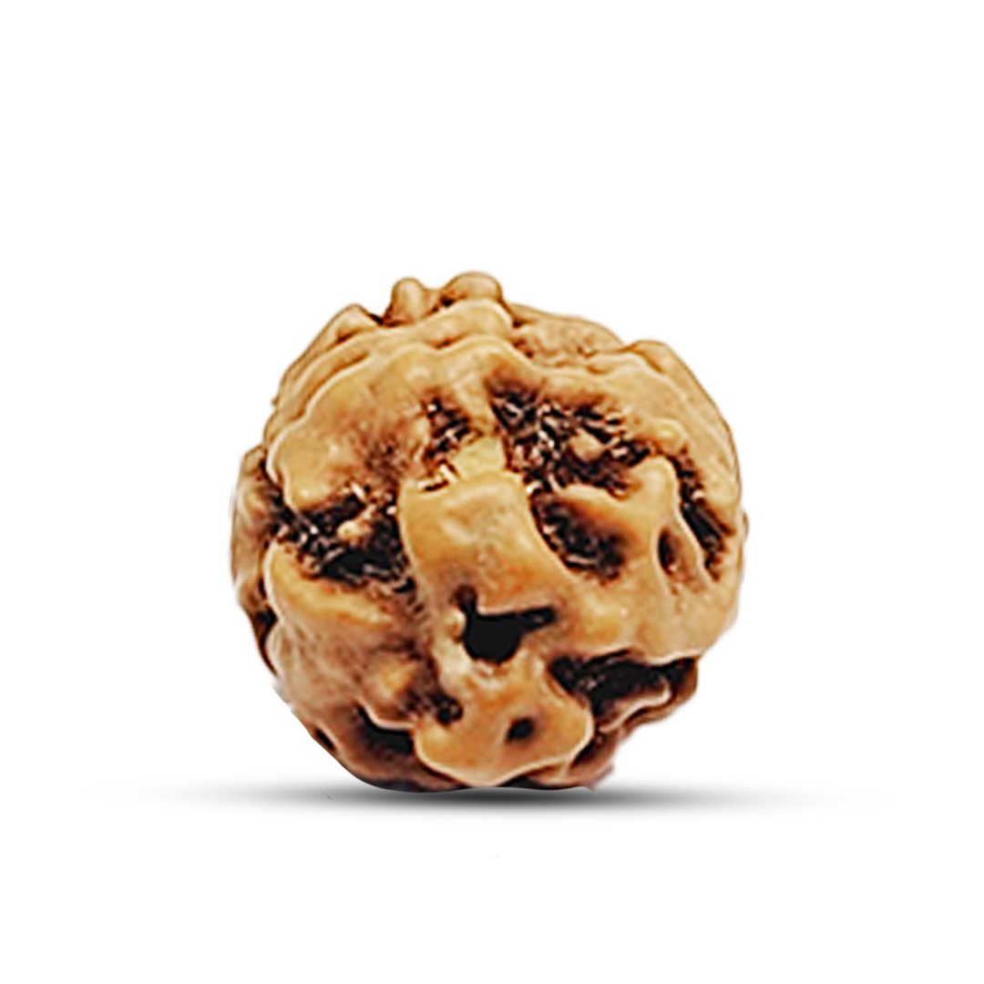 "2 Mukhi Rudraksha from Indonesia – A divine bead representing the sacred union of Lord Shiva and Goddess Parvati, bringing harmony, love, and emotional balance."