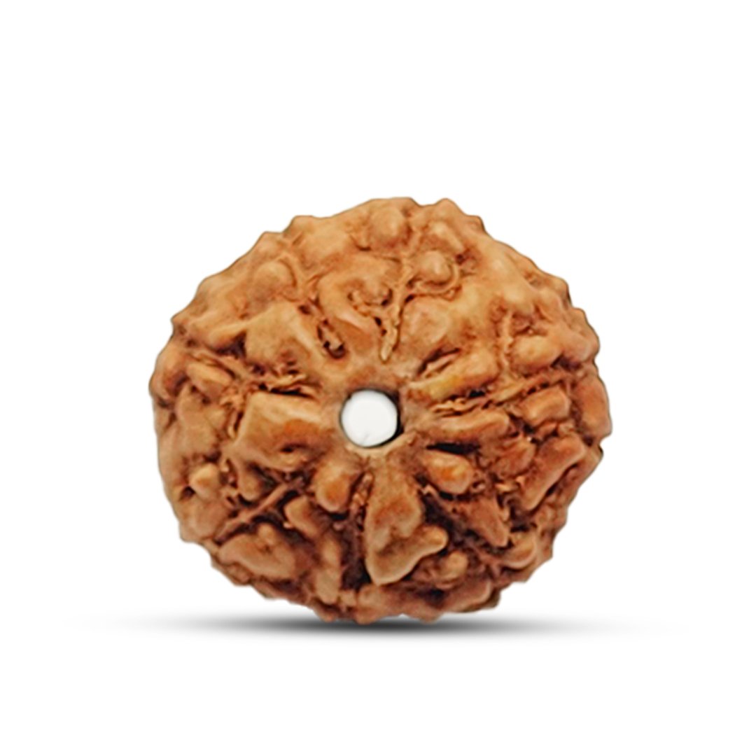 "7 Mukhi Rudraksha from Indonesia – A divine bead for prosperity, success, and emotional balance."