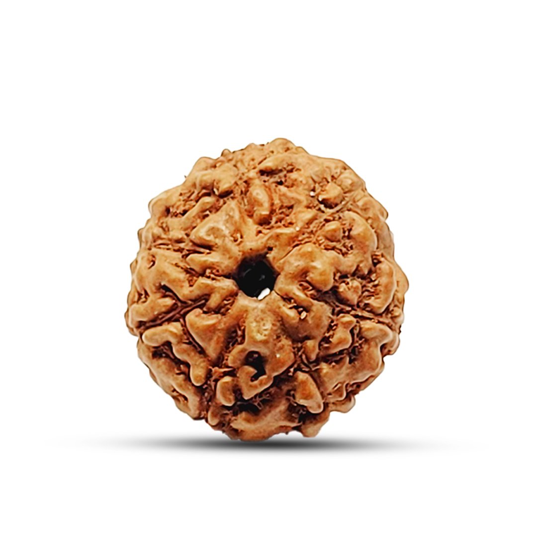 "7 Mukhi Rudraksha from Indonesia – A divine bead for prosperity, success, and emotional balance."